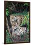 Jaguars (Panthera onca), Pantanal Wetlands, Brazil-null-Framed Photographic Print