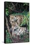 Jaguars (Panthera onca), Pantanal Wetlands, Brazil-null-Framed Stretched Canvas
