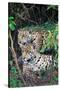 Jaguars (Panthera onca), Pantanal Wetlands, Brazil-null-Stretched Canvas