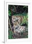 Jaguars (Panthera onca), Pantanal Wetlands, Brazil-null-Framed Photographic Print