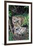 Jaguars (Panthera onca), Pantanal Wetlands, Brazil-null-Framed Photographic Print