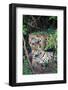 Jaguars (Panthera onca), Pantanal Wetlands, Brazil-null-Framed Photographic Print