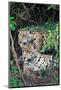 Jaguars (Panthera onca), Pantanal Wetlands, Brazil-null-Mounted Photographic Print