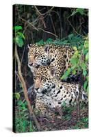 Jaguars (Panthera onca), Pantanal Wetlands, Brazil-null-Stretched Canvas