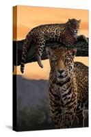 Jaguars-Lantern Press-Stretched Canvas