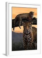 Jaguars-Lantern Press-Framed Art Print