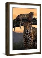 Jaguars-Lantern Press-Framed Art Print