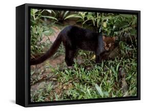 Jaguarundi, Ecuadorian Amazon Ecuador-Peter Oxford-Framed Stretched Canvas