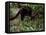 Jaguarundi, Ecuadorian Amazon Ecuador-Peter Oxford-Framed Stretched Canvas