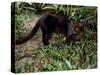 Jaguarundi, Ecuadorian Amazon Ecuador-Peter Oxford-Stretched Canvas