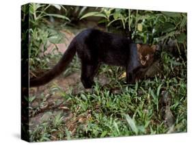 Jaguarundi, Ecuadorian Amazon Ecuador-Peter Oxford-Stretched Canvas