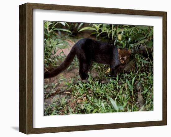 Jaguarundi, Ecuadorian Amazon Ecuador-Peter Oxford-Framed Photographic Print