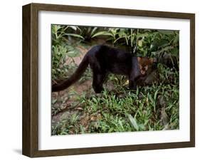 Jaguarundi, Ecuadorian Amazon Ecuador-Peter Oxford-Framed Photographic Print