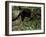 Jaguarundi, Ecuadorian Amazon Ecuador-Peter Oxford-Framed Photographic Print