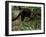 Jaguarundi, Ecuadorian Amazon Ecuador-Peter Oxford-Framed Photographic Print