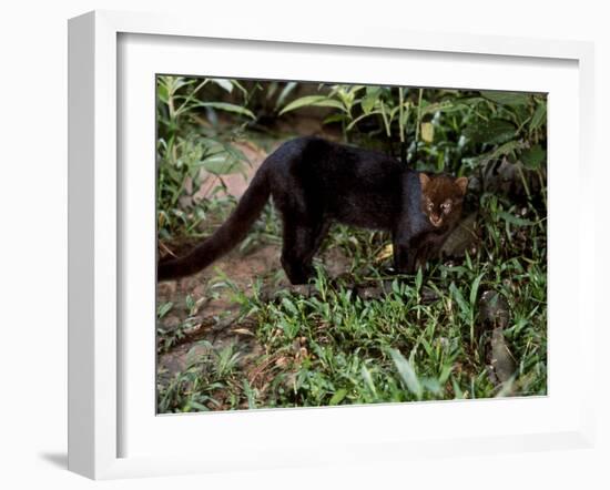 Jaguarundi, Ecuadorian Amazon Ecuador-Peter Oxford-Framed Photographic Print