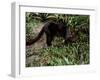 Jaguarundi, Ecuadorian Amazon Ecuador-Peter Oxford-Framed Photographic Print