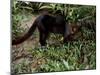 Jaguarundi, Ecuadorian Amazon Ecuador-Peter Oxford-Mounted Photographic Print