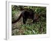 Jaguarundi, Ecuadorian Amazon Ecuador-Peter Oxford-Framed Photographic Print