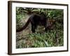 Jaguarundi, Ecuadorian Amazon Ecuador-Peter Oxford-Framed Photographic Print