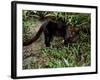 Jaguarundi, Ecuadorian Amazon Ecuador-Peter Oxford-Framed Photographic Print