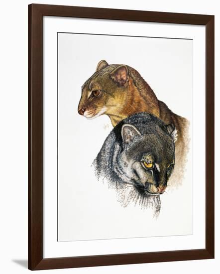 Jaguarundi-Barbara Keith-Framed Giclee Print