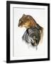 Jaguarundi-Barbara Keith-Framed Giclee Print