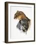 Jaguarundi-Barbara Keith-Framed Giclee Print