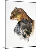 Jaguarundi-Barbara Keith-Mounted Giclee Print