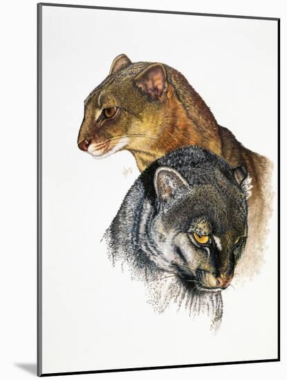 Jaguarundi-Barbara Keith-Mounted Giclee Print