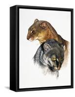 Jaguarundi-Barbara Keith-Framed Stretched Canvas