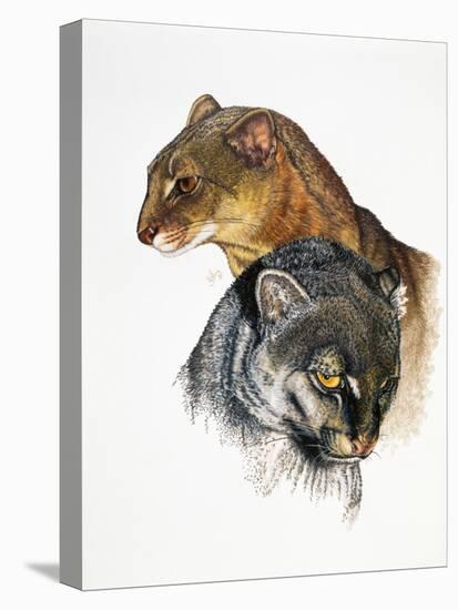 Jaguarundi-Barbara Keith-Stretched Canvas