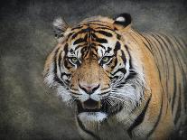 Colorful Expressions Tiger-Jai Johnson-Giclee Print