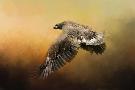 Laminate
