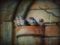 Flower Pot Swallows-Jai Johnson-Giclee Print