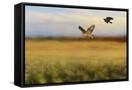Canvas Black