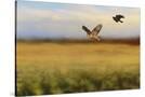 Stretched Canvas