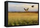 Canvas Black