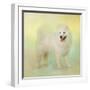 White Frame
