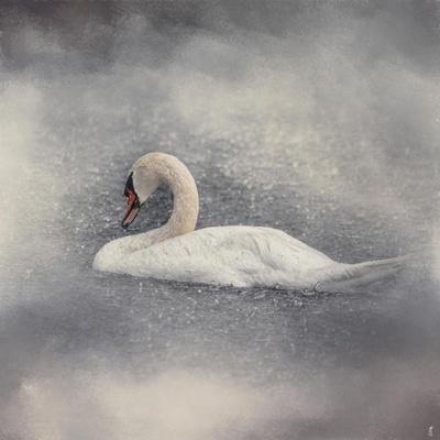 Swan Storm