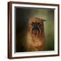 Brown Frame