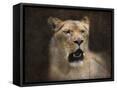 Framed Canvas