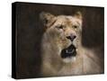 Stretched Canvas
