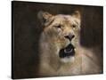 Stretched Canvas