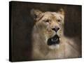 Stretched Canvas