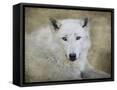Framed Canvas