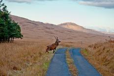 Deer Crossing Road on Jura-Jaime Pharr-Photographic Print
