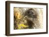 Jaipur, Rajasthan, India. Painted Elephant and one eye at Amber Fort-Jolly Sienda-Framed Premium Photographic Print