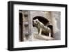 Jak Abbey, Hungary, 20th century-CM Dixon-Framed Photographic Print