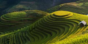 Gold Rice Terrace in Mu Cang Chai,Vietnam.-Jakkree Thampitakkull-Mounted Photographic Print